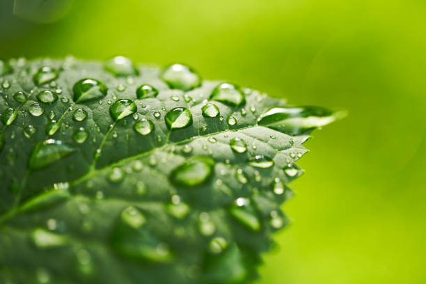 Water Drop on Leaf  with green background